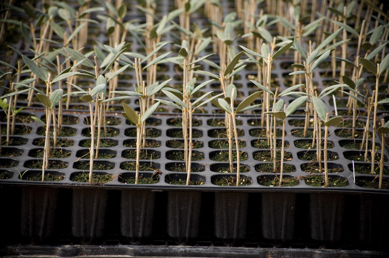 La empresa Olea Fyton, adscrita a AgritechMurcia, se lanza a la propagación de frutales.