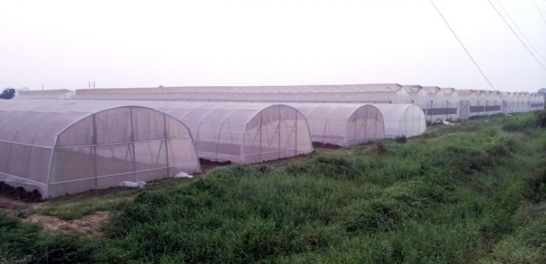 Invernaderos y Fertirriego para el cultivo de tomate y pimiento
