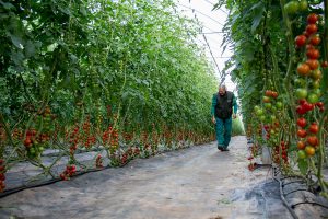 Riego localizado y fertirrigación