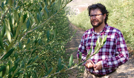 Jerónimo Cuenca, gerente de la empresa viverística de olivos Olea Fyton.