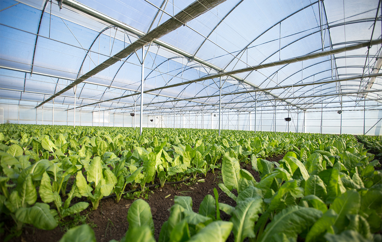 Proyecto de invernaderos equipados para el cultivo de hortalizas