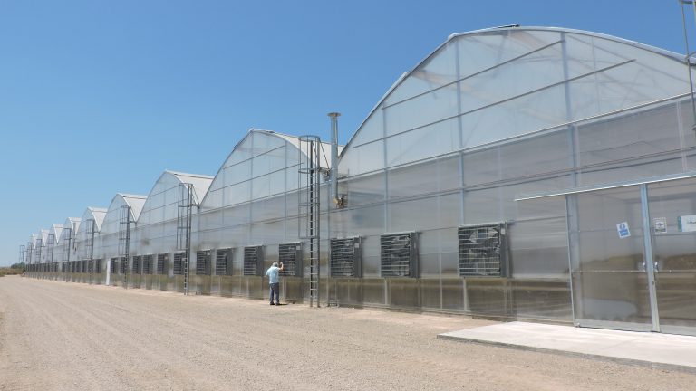 Proyecto Invernadero lechuga Irán