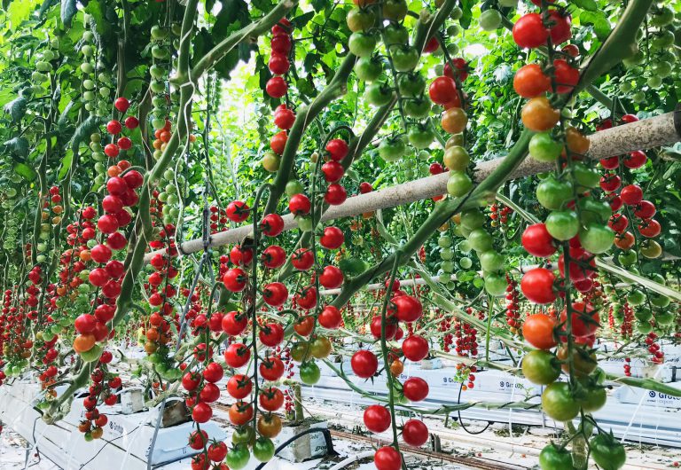 Invernaderos para cultivo hidropónico de tomate