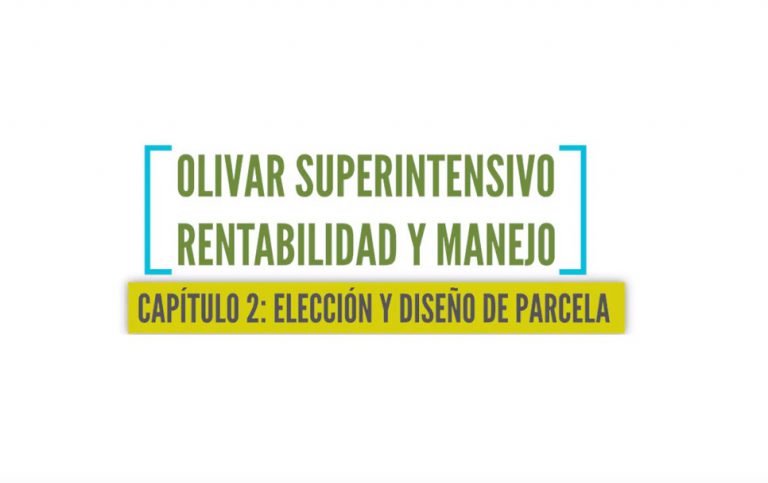 Olivar superintensivo 2