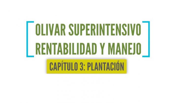 Olivar superintensivo 3