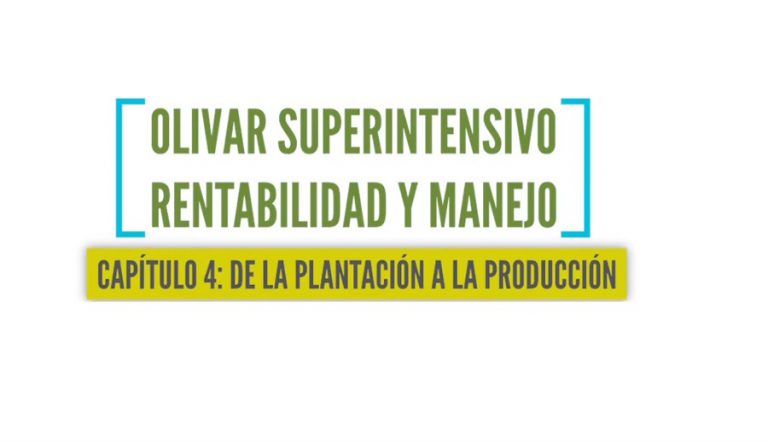 Olivar suoerintensivo 4