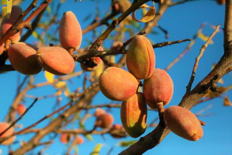 mejora genética del almendro