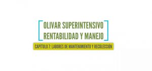 Olivar superintensivo