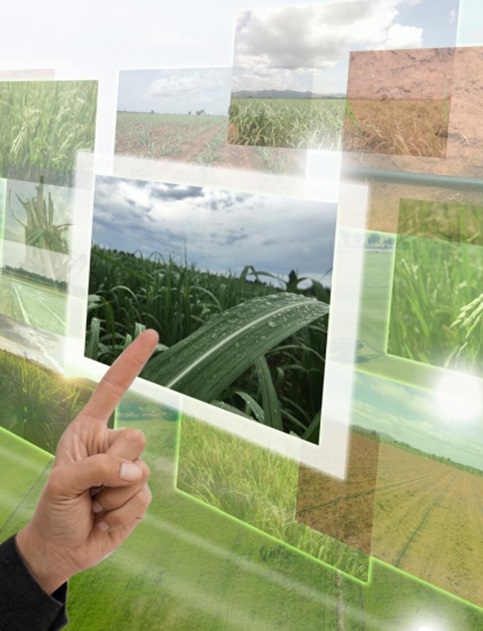Digitalización agricultura