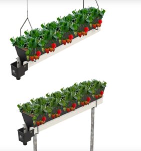 cultivo hidropónico