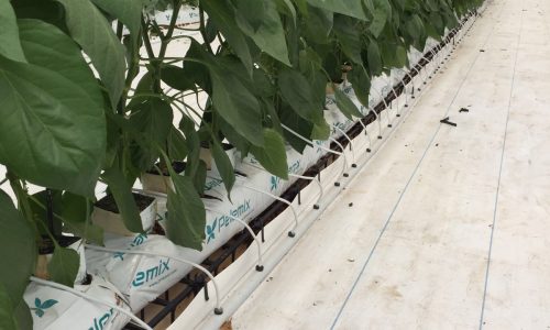HS SPACER, un différenciateur, de brevets internationaux, déjà testés sur 1000 hectares de serres sur un total de 12 pays.
